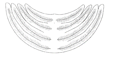 Ange complement aile