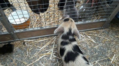 2ème jour des Journées d'amitié 2017