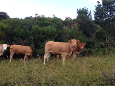 Camp des compagnons dans l'Aveyron 001