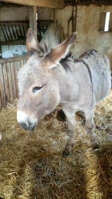 4ème jour du camp de l'aumônerie à Saint Laurent sur Sèvre en Vendée 